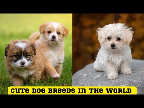 Cutest Dogs Breed in the world - Cute puppies of the world - Kutay ki awaz