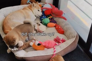 Cutest Puppies Playing Quietly not to Wake Up their Mom