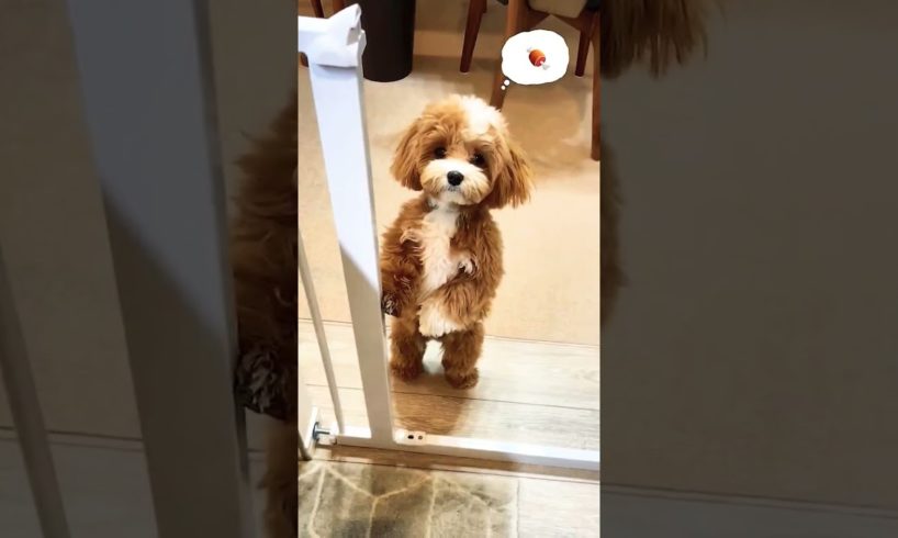 Cutest Puppy standing #shorts #youtubeshorts #viral #tiktok #puppy