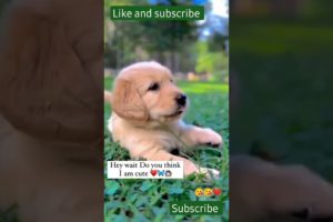 Cutest labrador 😘😘 & Funniest puppies #labrador #funnydogs #cutedog #funnypuppy #shorts #trending