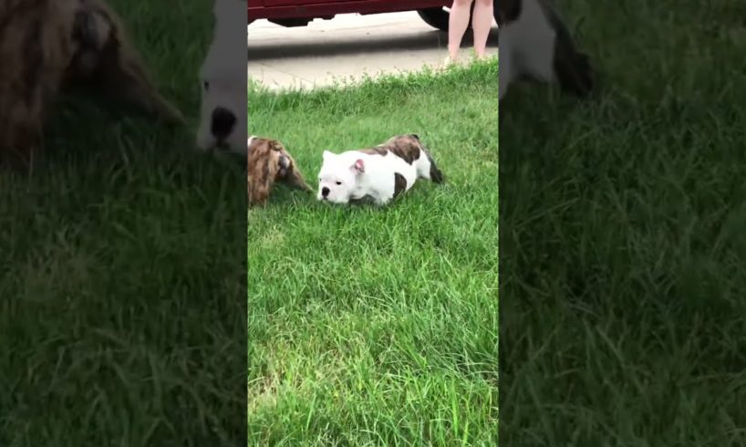 Cutest puppies ever #Grogu #englishbulldog #bulldog