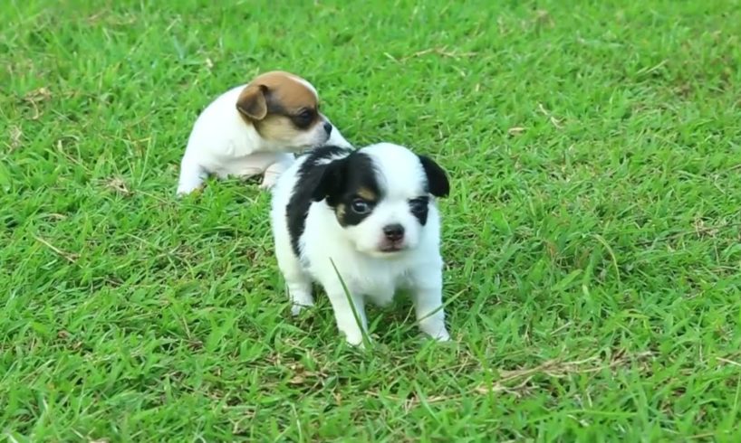 Cutest puppy dog collection, baby dogs fantastically funny puppies (feel good viewing)