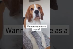 Cutest puppy ever 🥺🐶🐾 #shorts #youtubeshorts #subscribe #puppy #puppies #beaglepuppy #beagle #cute