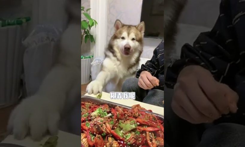 Cutest puppy on Chinese Tik Tok #shorts