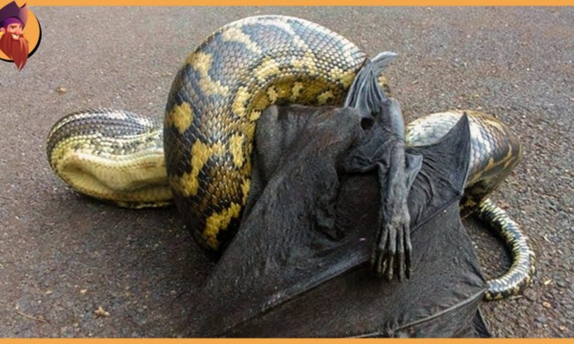 ( Delete ) 15 Epic Fights And Attacks By Snakes Caught On Camera