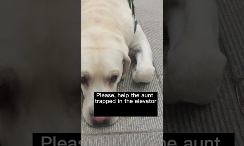 Dog Rescues Woman Trapped in Elevator#shorts