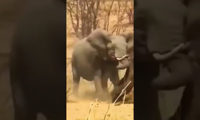 ELEPHANTE ATTACKS BUFFALO /WILD ANIMALS FIGHT COMPILATION