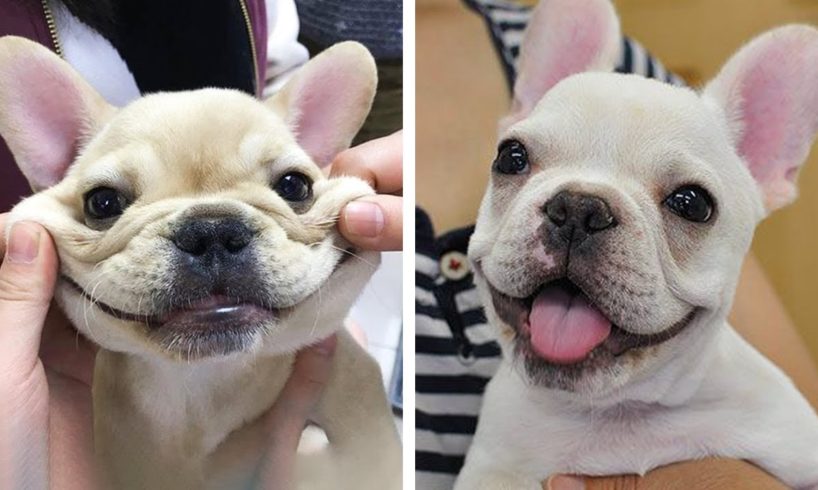 🥰French Bulldog's Funny And Cute Actions make Your Heart Flutter🐶|Cutest Puppies