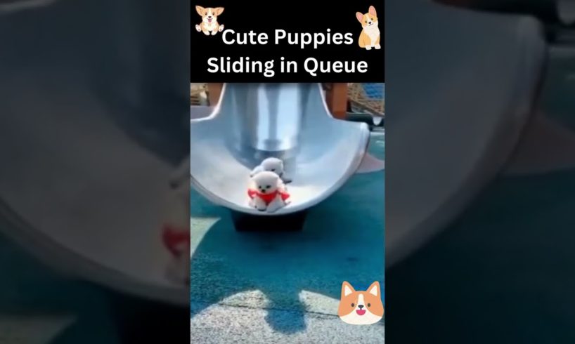 🧡🐹Funny and Cute Puppies_2022|🧡🐹Funny animal video 2022|🧡🐹Cute Puppies Sliding in a Queue |🧡🐹#shorts