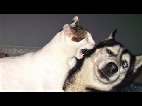 Funny animal videos - Funny cats / dogs - Funny animals 247