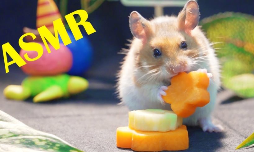 Hamster Eating Carrot ASMR | Animals Cute Hamster