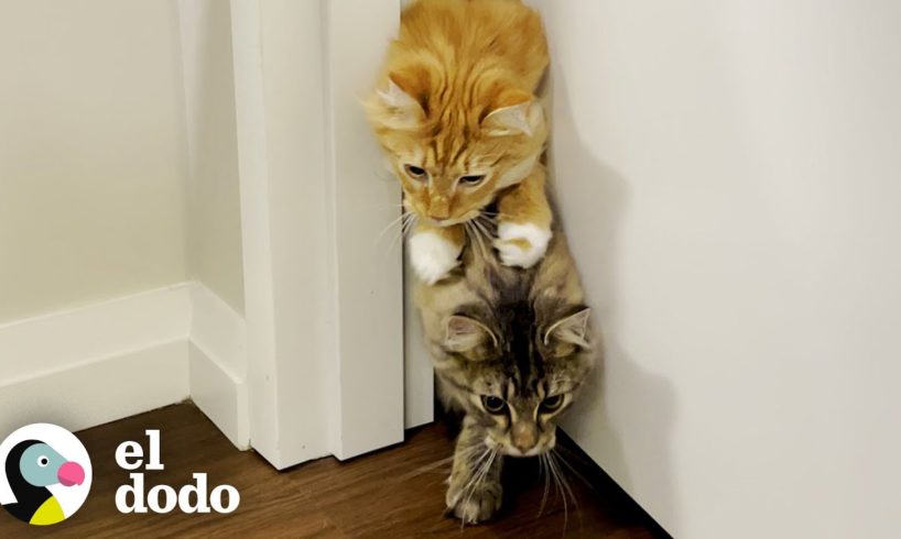 Hermanos gatos corren entre sí hacia sus tazones de comida | Cat Crazy | El Dodo