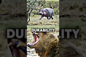 😱HiPpO vS GriZzLy😱.If you like animal fights subscribe and like❤️