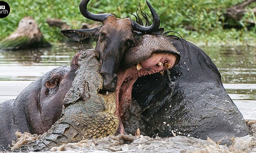 Intense!!! Never-ending Battle Between Hippo And Crocodile - Animal Fighting | ATP Earth