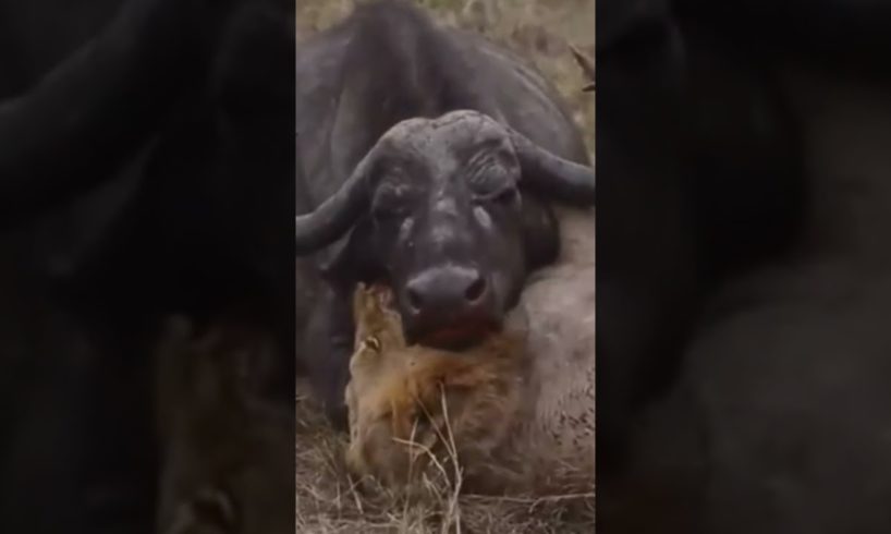 LION KILLS A MASSIVE BUFFALO ALONE/WILD ANIMALS ATTACKS COMPILATION