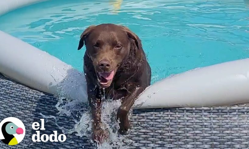 Labrador chocolate no puede dejar de bucear | El Dodo