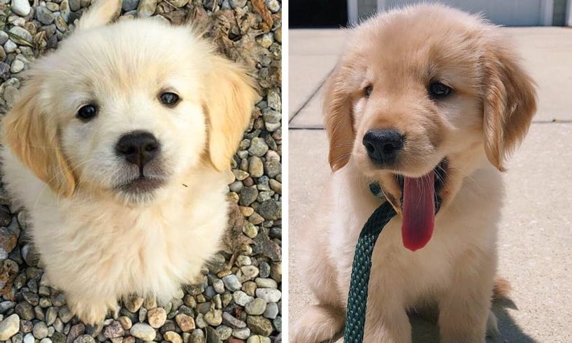 Let's See What These Adorable Golden Puppies Are Doing😍😘 | Cute Puppies