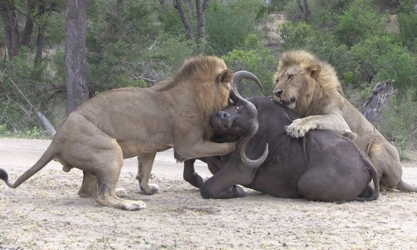 Lions vs Lions   Lion animals fights