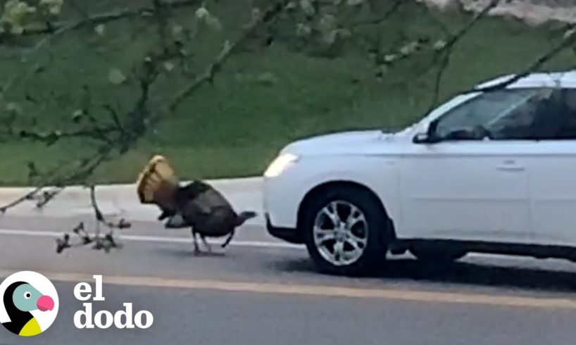 Pavo salvaje intenta luchar contra los carros que pasan | El Dodo