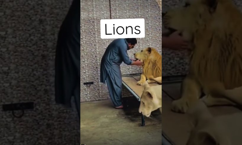 Playing with Lions | #lions #animals #animallover