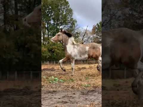 Ponies playing in pasture after it rained