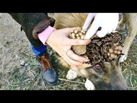 RESCUED and Rehabilitated! Feeding Abandoned Stray Dogs And Animal Rescue