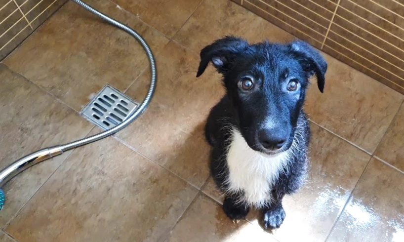 Rescue Puppy Discovers Water For The First Time