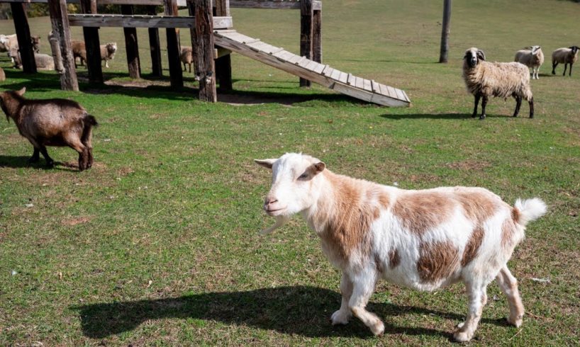 SASHA Farm animal rescue and sanctuary gives livestock animals a second chance