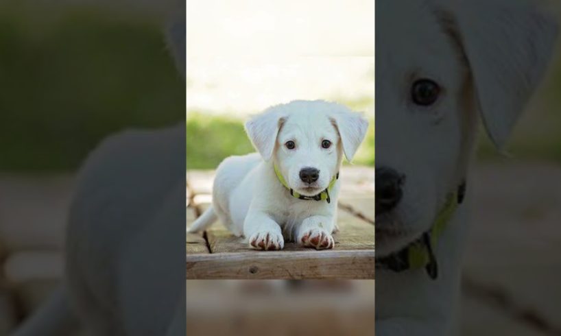 Some of the cutest puppies in the world 🐕‍🦺🐕🐶