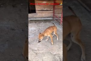 Stray dog Rescue // Rescued Stray puppies//Save Animals