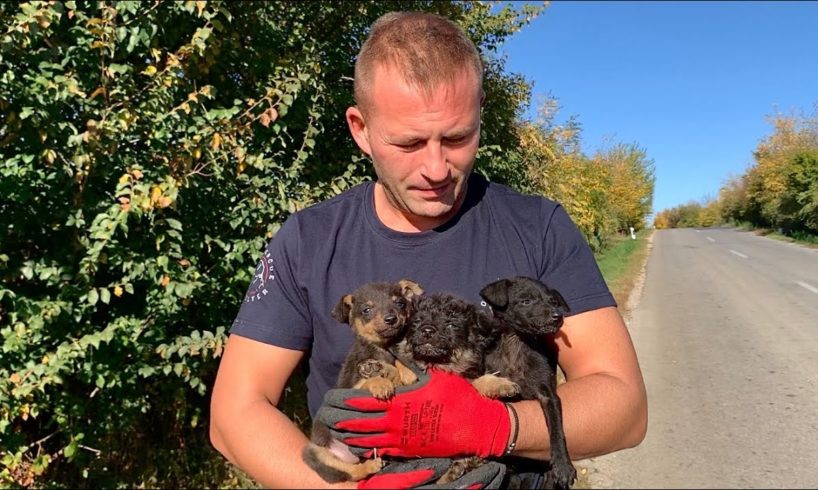 Such little puppies abandoned in a ditch by the road | Dog Rescue Shelter