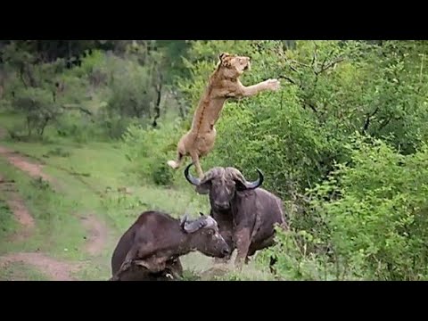 The Arrogant Lion Was Waked Up By The Buffalo For Harrowing Lesson #lion #buffalo #animals