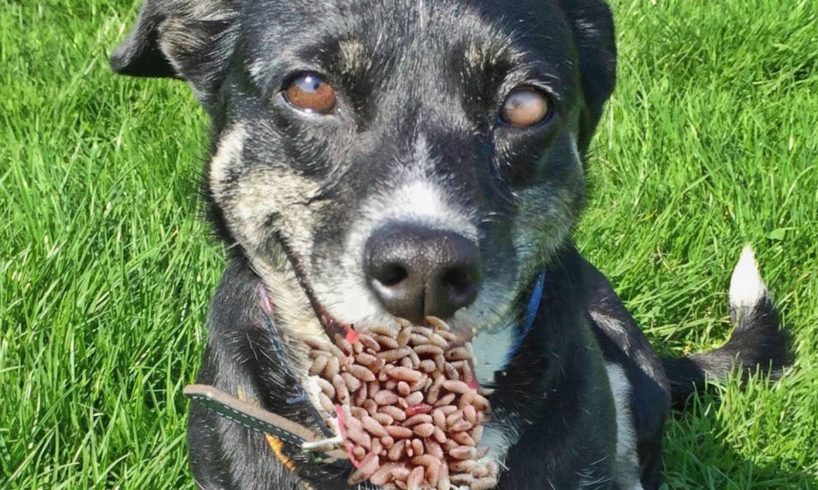 The Black Stray Dog Was Hungry And Looking For Food When I Found Him (Animal Rescue)