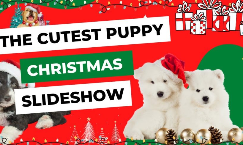 The Cutest Puppy Christmas Slideshow, Christmas Puppy Pictures, The Cutest Puppies Ever!! Pup Outfit