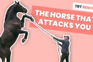 The Horse That Attacks You - TRT Rescue S01E01