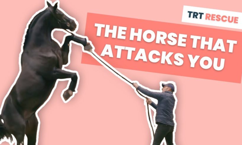 The Horse That Attacks You - TRT Rescue S01E01