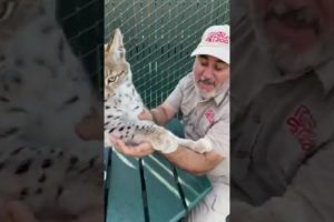 This Lynx Wants To Eat Me 😂 #shorts #animals #cuteanimals #bigcat #lynx #cat #siberian #zoo