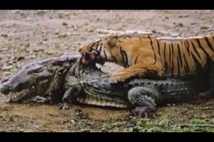 Top 10 Craziest Animal Fights Caught On Camera Part 2 - Jilovlanmagan Afrika !!!