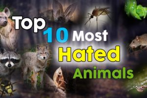 Top 10 Most Hated Animals