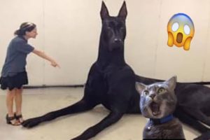 Try Not To Laugh Dogs And Cats - Video Of The FUNNIEST ANIMALS On Earth 🐧 #Ever2