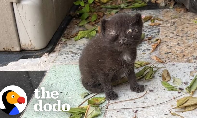 Video Game Streamer Rescues Kittens from Backyard | The Dodo Cat Crazy