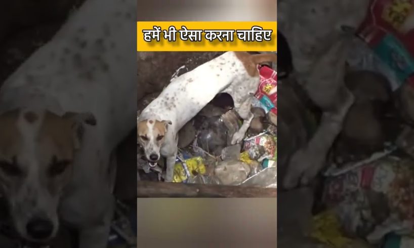 Wait For End 😭| Dog Rescuing @Animal Aid Unlimited, India  #shorts #rescue #humanity