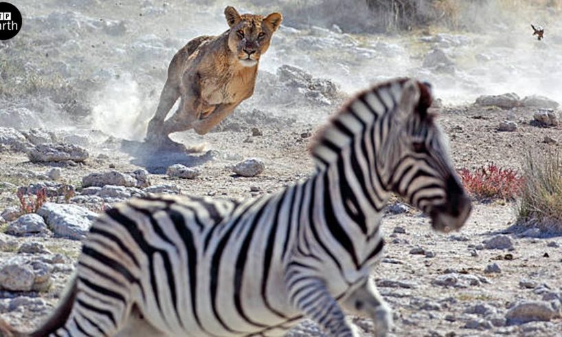 What Happens Next? When Lion Cubs First Hunts - Animal Fighting | ATP Earth