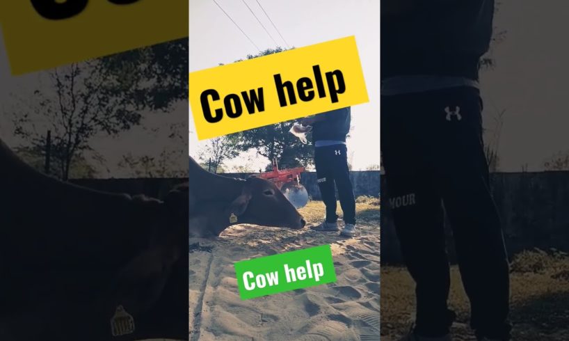 cow help #animals #viral #huminity #animallover #animallovers #animalshorts