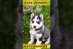 cute doggie | cute puppies | adorable puppies | #shorts #viralvideo  #shortsvideo