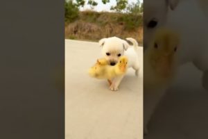 cutest puppies and chicken