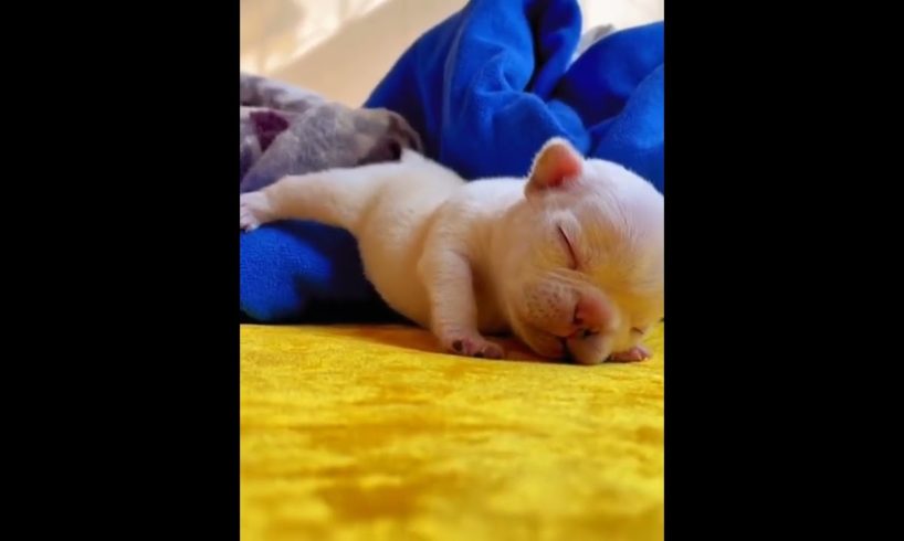 cutest puppies sleepy reaction & funny video @Forest Roaring #cutepuppies #catvsdog #cutebabyfunny