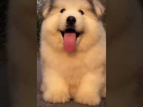 funny videos  the cutest puppies ever