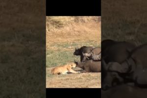 lioness hunting buffalo #shorts #short videos #lions videos #@wild animal world.