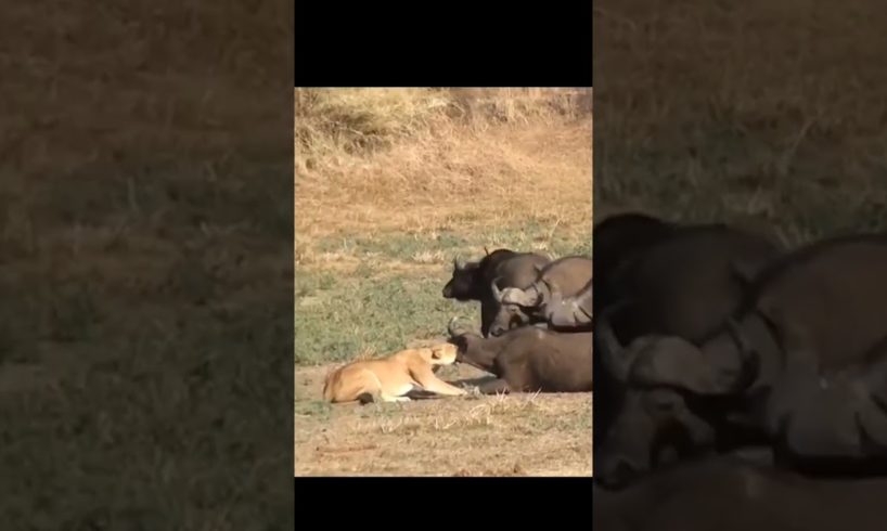 lioness hunting buffalo #shorts #short videos #lions videos #@wild animal world.